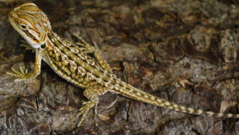 Small Dunner Leatherback Bearded Dragons