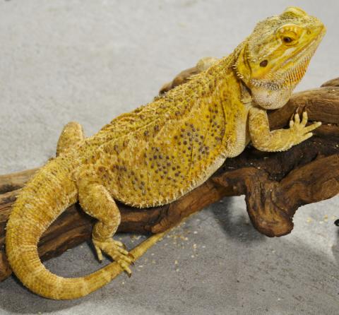Adult Citrus Bearded Dragons