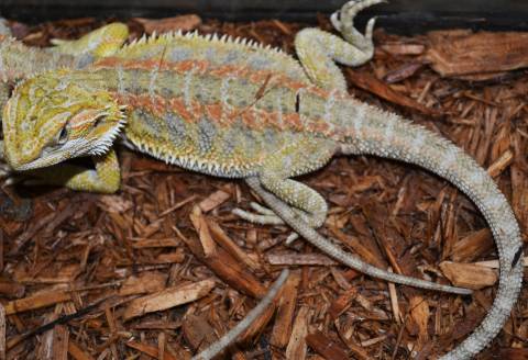Adult Hypo Red Stripe Bearded Dragons w/nip tails