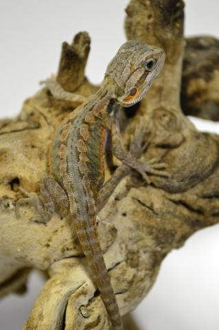 Baby Translucent Leatherback Bearded Dragons