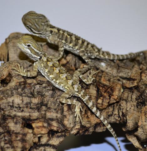 Baby Rankins Dragons