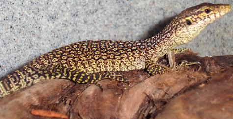 Small Blue Spot Timor Monitors
