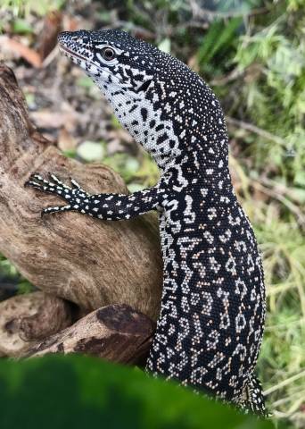 Small Spotted Tree Monitors