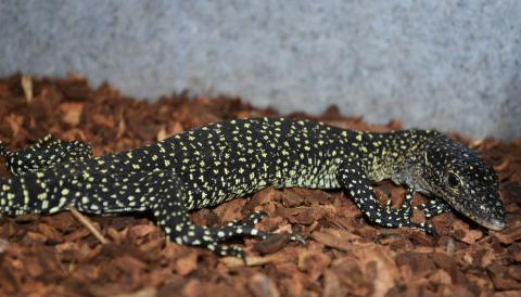 Baby Mangrove Monitors