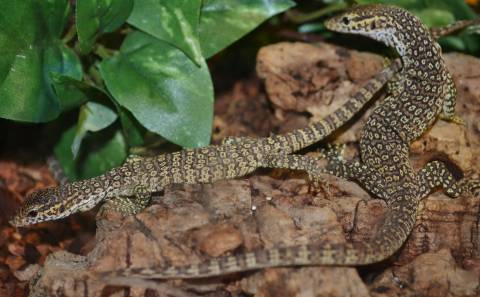 Baby Yellow Spot Timor Monitors