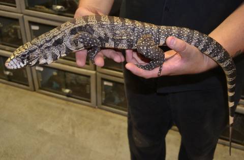 Medium Argentine Black & White Tegus