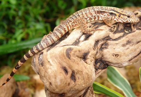 Medium Argentine Red Tegus