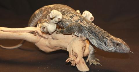 Medium Savannah Monitors