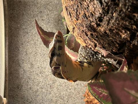 Small Sumatran Water Monitors