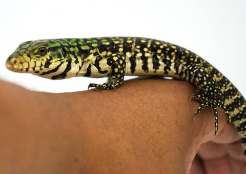 Baby Argentine Black & White Tegus