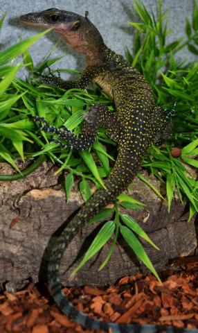 Small Peach Throat Monitors