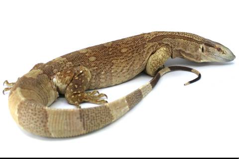 Sub Adult Male White Throat Monitors
