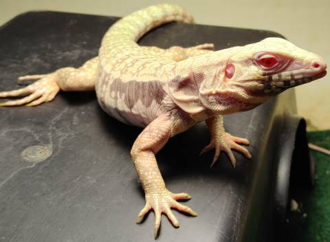 Albino Blue Tegus