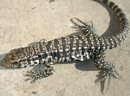 Baby Argentine Black & White Tegus w/minor nips
