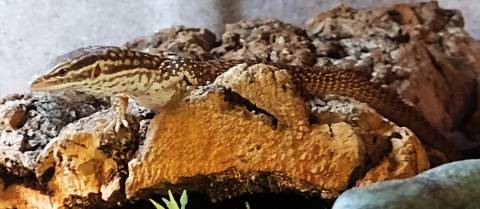 Medium Red Ackies Monitors