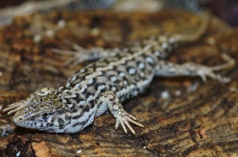Steppe Runner Lizards