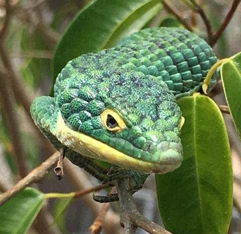 Mexican Alligator Lizards