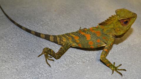 Small Crested River Dragons