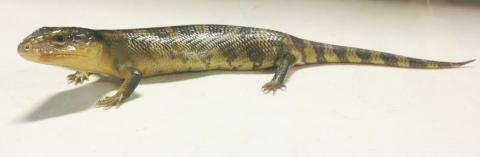 Baby Tanimbar Blue Tongue Skinks