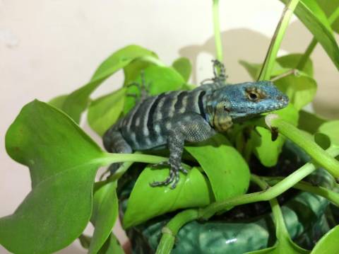 Sub Adult Baja Blue Rock Lizards