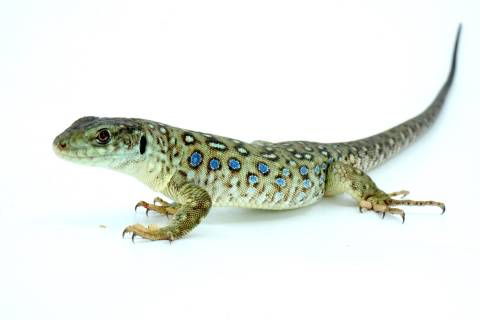 Small Jeweled Lacertas