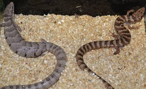 Madrean Alligator Lizards