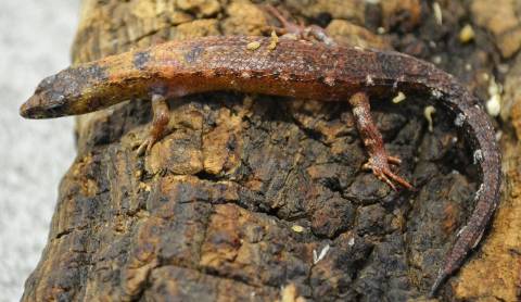 Chinese Water Skinks