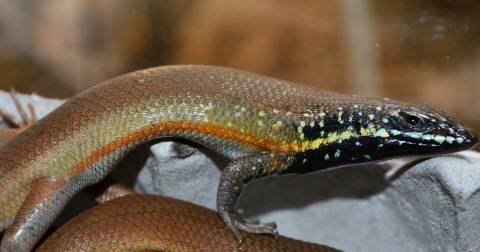 Orange Grass Skinks