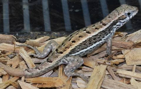 Jeweled Curly Tail Lizards w/regrown tails