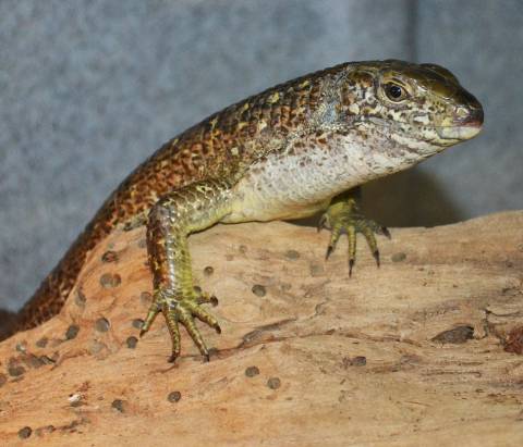 Madagascar Giant Plated Lizards