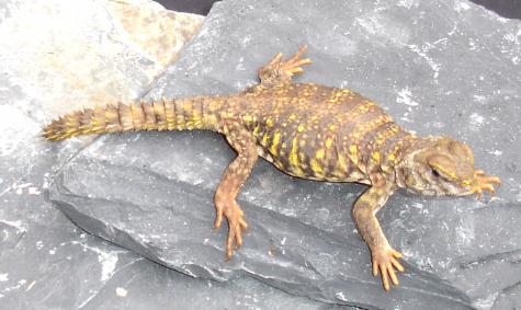 Baby Yellow Nigerian Uromastyx