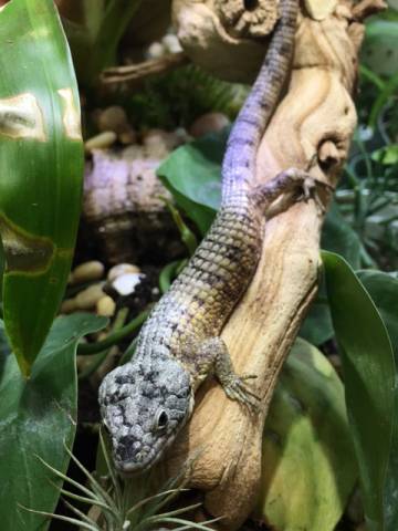 Bromeliad Arboreal Alligator Lizards