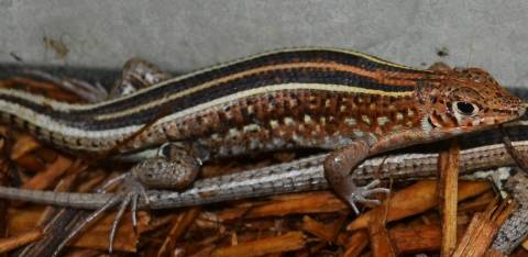 Madagascar Girdled Lizards