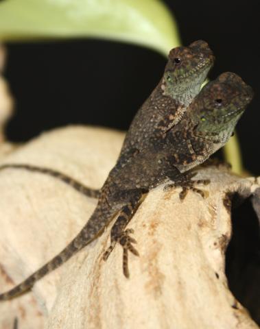 Baby Mountain Horned Lizards