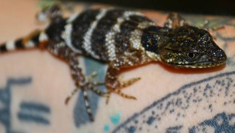 Baby Mexican Flathead Knob Scaled Lizards