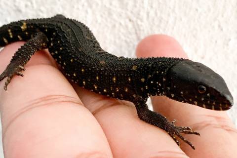 Tropical Night Lizards