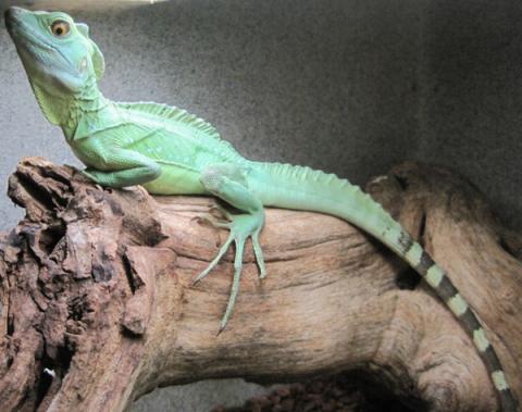 Medium Green Basilisks