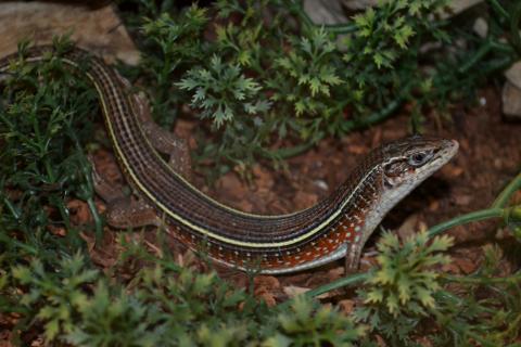 Two Lined Plated Lizards
