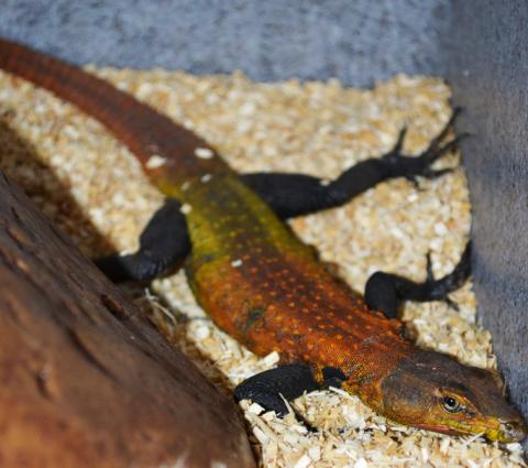 Emperor Flat Rock Lizards