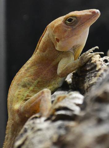 Big Headed Anoles