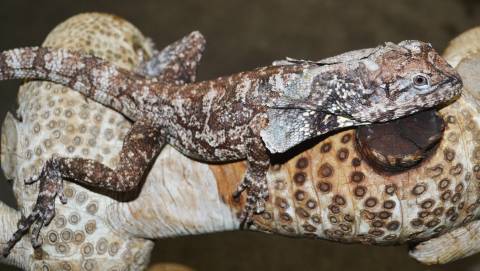 Medium Frilled Dragons