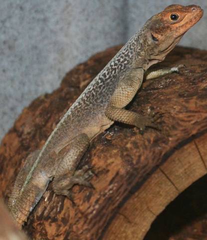 Grandidier's Madagascar Swifts