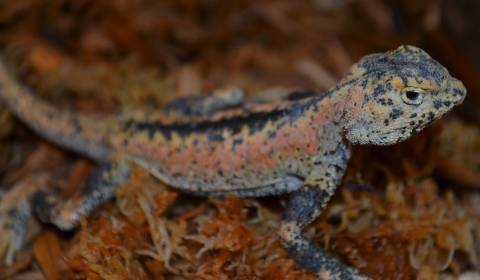 Chinese Toad Headed Agamas