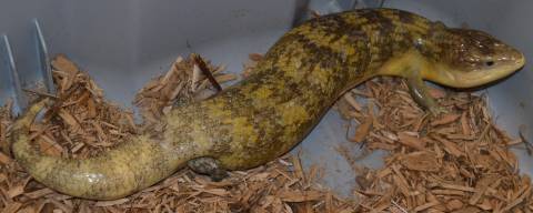 Adult Tanimbar Blue Tongue Skinks