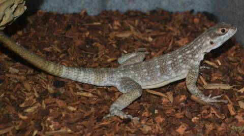 Madagascar Spotted Spiny Tailed Iguanas