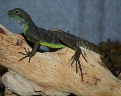 Medium Chinese Water Dragons