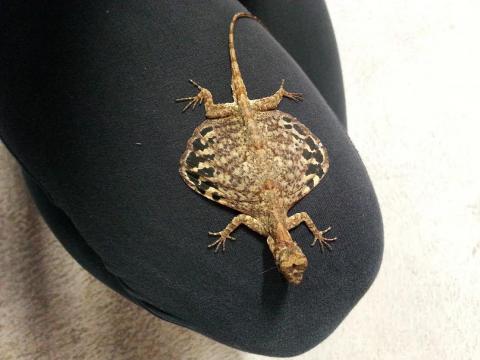 Draco Flying Lizards