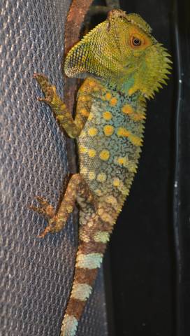 Medium Crested River Dragons