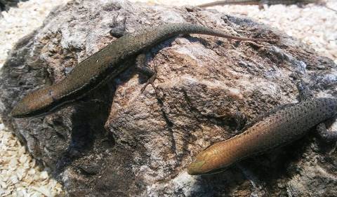 Bronze Grass Skinks