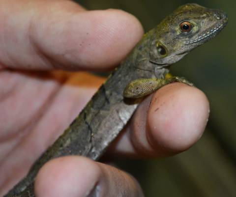 Small Spiny Tailed Iguanas (similis)